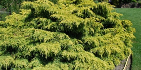 Juniper srednje zlatna zvijezda